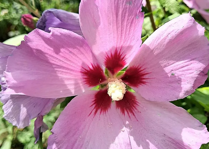 foto di Appartamento Urlaub Am Bauernhof Roschitz